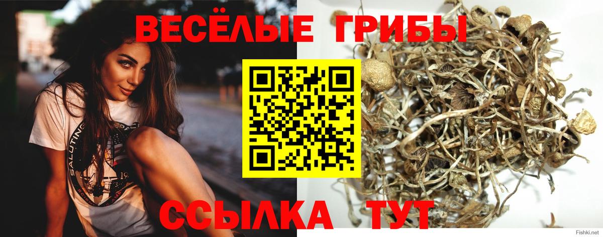 Галлюциногенные грибы Cubensis  Вход с VPN  Кунгур  Псилоцибиновые грибы мухоморы 